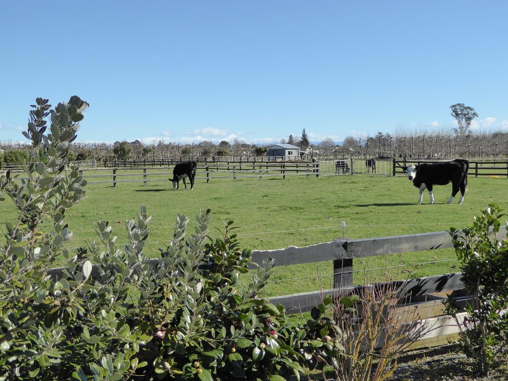 Cottages On St Andrews Havelock North Luaran gambar
